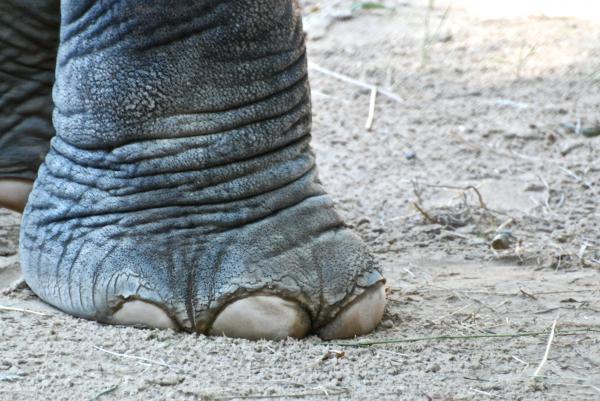 zephyr jejak si kaki  gajah 