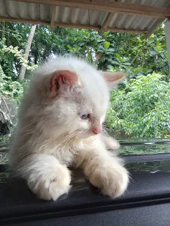 persian cat for sale kegalle