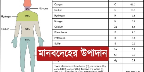 মানবদেহে উপাদানগুলি কী কী? মানবদেহে কোন উপাদান কত শতাংশ থাকে তার তালিকা