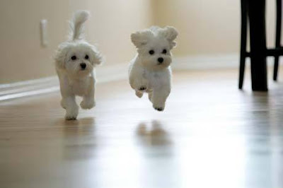 Cute White Maltese Puppies