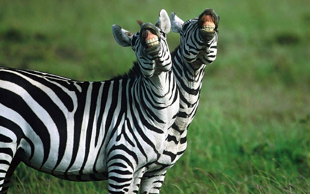 funny animal pictures, smiling zebras