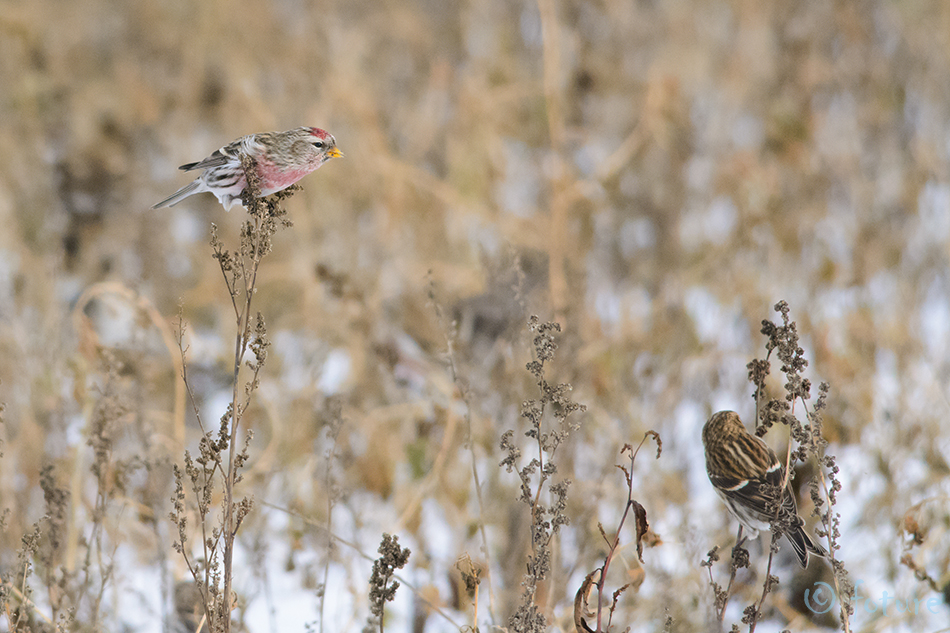 Urvalind, Acanthis flammea, Common Redpoll, Mealy, Carduelis