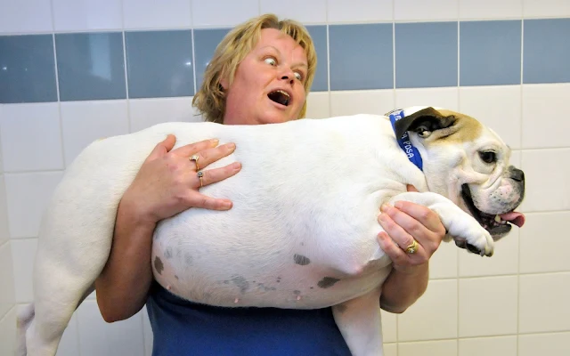 Dog-Obesity