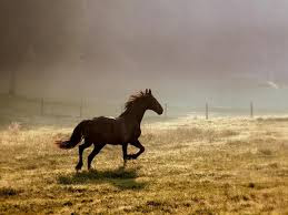 Best Horse HD Free Photos Download.15