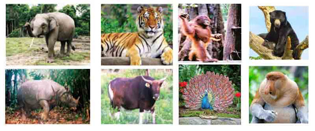 Fauna atau alam binatang ialah khazanah segala macam jenis binatang yang hidup di cuilan terten Fauna tipe Asiatis, Fauna tipe Peralihan dan Fauna tipe Australis