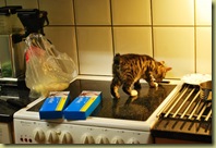 Lillis at the Oven