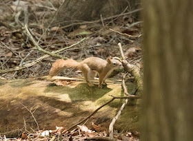 American Red Squirrel - Hartwick Pines, Michigan, USA