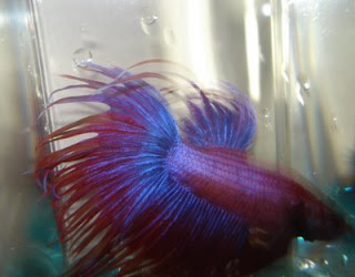 crowntail