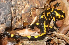 800px-Salamandra_salamandra_CZ