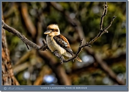 kooka
