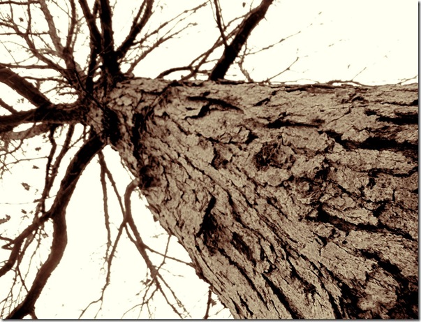 sepia tree