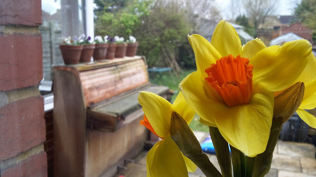 Project 366 2016 day 102 - Spring daffodils // 76sunflowers