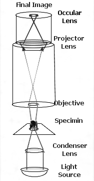 Principle of Compound Light Microscope