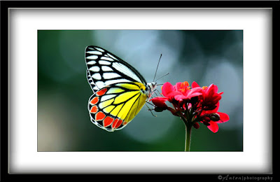 Common Jezebel (Delias eucharis)