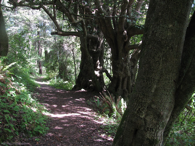 large, misshapen tree trunks