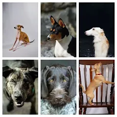 rare dog breeds in India