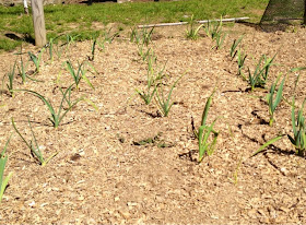 garlic growing in the garden