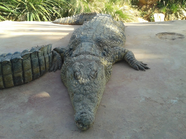 Un croco qui fait la sieste