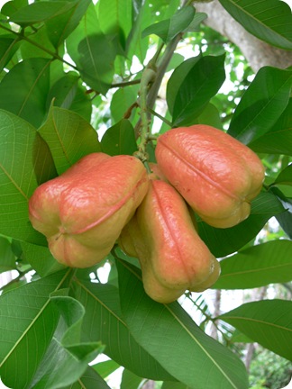P1300542