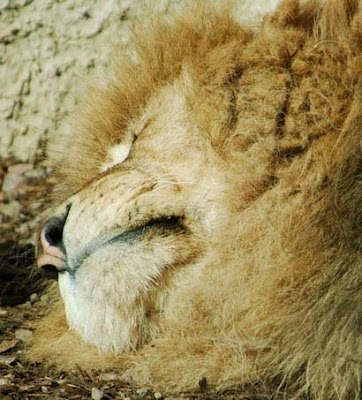 Sleeping animals photo