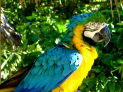 Amazon Parrot