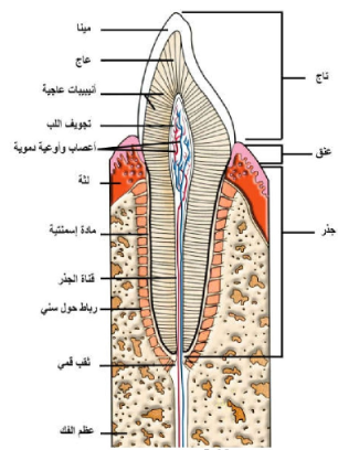 الشكل 19-5: مقطع طولي في السن يبين تركيبه. الموجود في النخاع المستطيل.