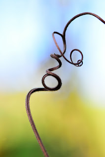 Dry tendrils with bokeh