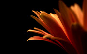 Bella flor en fondo negro. Fondo de pantalla de una bella flor de color . (bella flor en fondo negro)