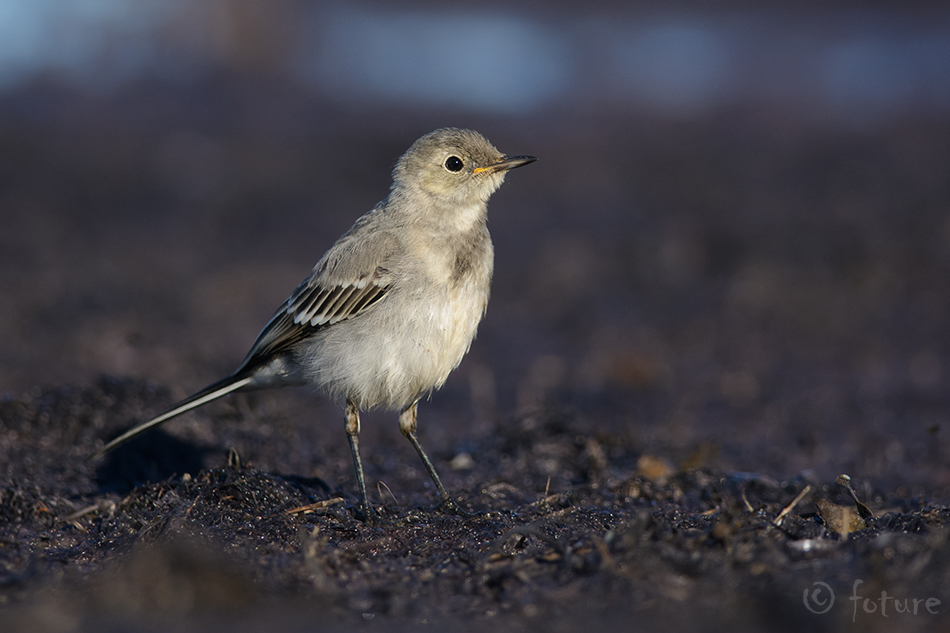 Linavästrik, Motacilla alba, White Wagtail, Pied