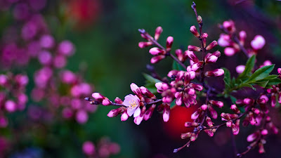 SPRING HD WALLPAPERS  72