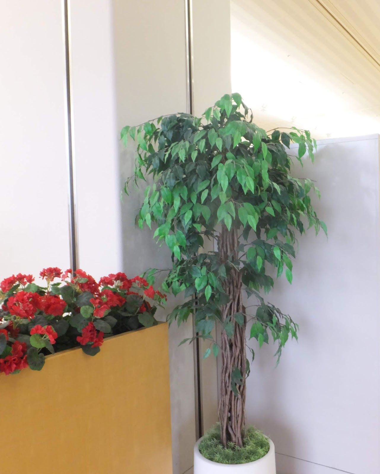風薫盆栽の部屋 部屋の中でも盆栽が枯れない方法 植物を育てることで得られる事