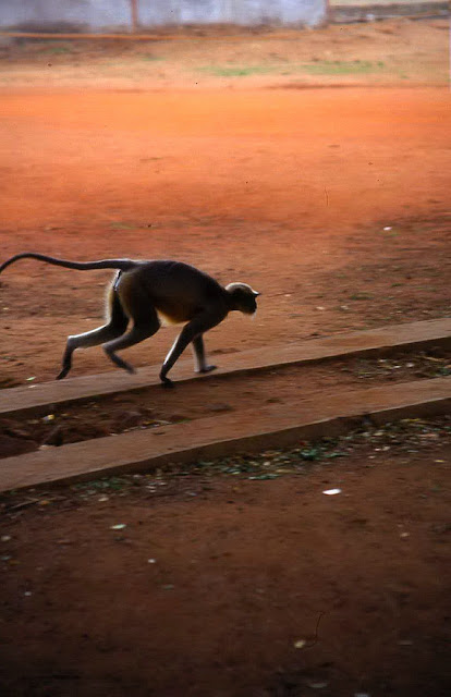 Semnopithecus hypoleucos