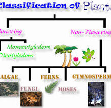 pix Examples Flowering And Non Flowering Plants Chart lesson plan of plants flowering