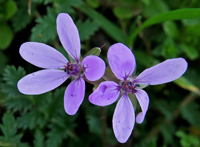 Erodium feuilles cigüe (Erodium cicutarium)