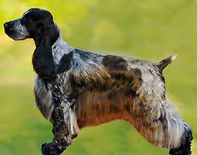 Cocker Spaniel Inglês