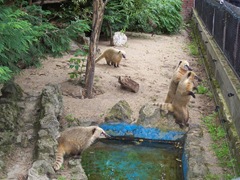 2011.08.07-027 coatis roux