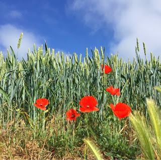 Amapolas