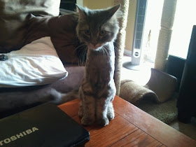 shaved cat, funny cat pictures, funny cats