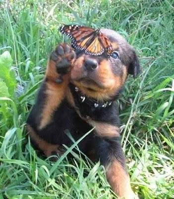awesome dog + butterfly