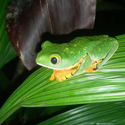 Frog, Costa Rica