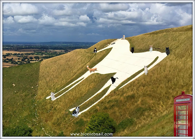 The B Team's Westbury White Horse Selfie ©BionicBasil® The Sunday Selfies Blog Hop - ten cats visit the chalk house for a selfie, they travel in their time travelling telephone box
