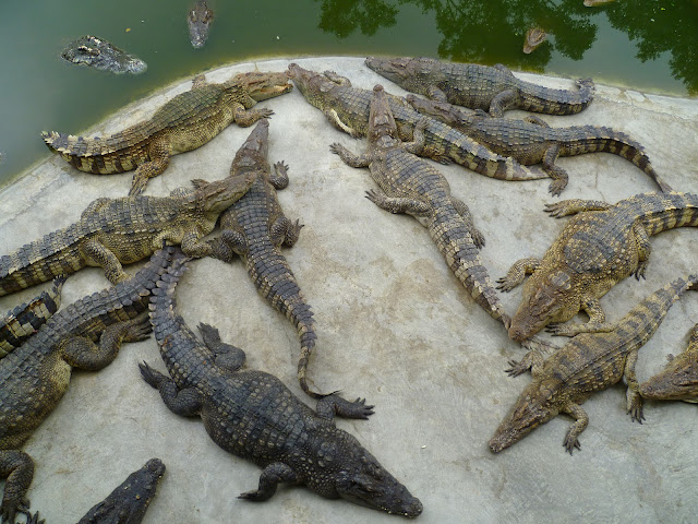 Крокодилы в Таиланде