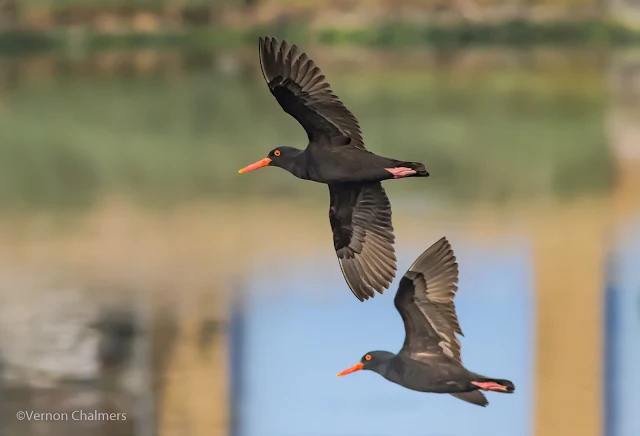 Canon EOS 7D Mark II / 400mm Lens - ISO 3200 f/5.6 1/4000s  - Cape Town