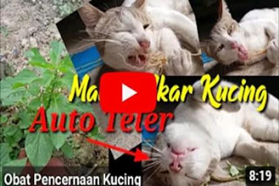 https://keranjangkesehatan.gankoko.com/2021/01/tumbuhan-kucing-galak-sebagai-herbal.html