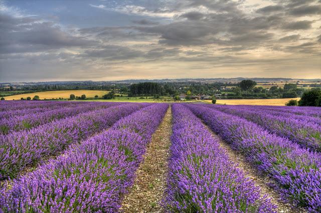 Indahnya Lavender serta kegunaannya....!!! - http://poerwalaksana.blogspot.com/