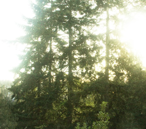 by the light