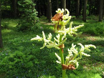 rhubarb MCU