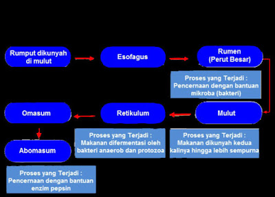 kunci jawaban tema 3 kelas 5 halaman 10