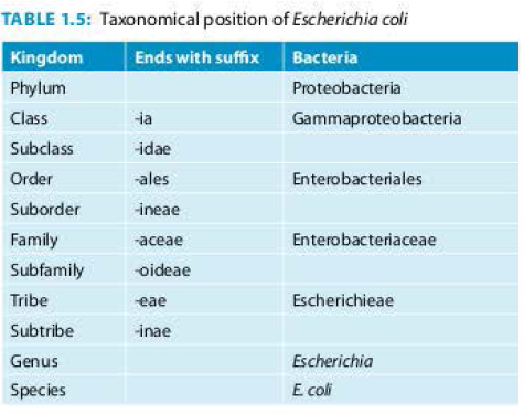 E. coli taxonomic position