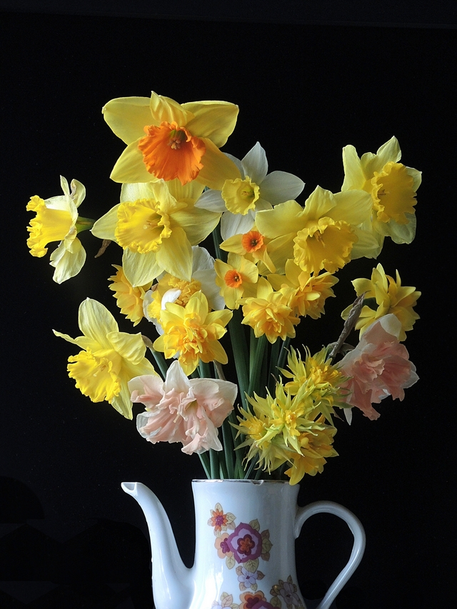 tuinboeketjes: de eerste narcisjes!